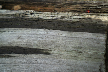 Old tree surface with red beetle. Horizontal orientation