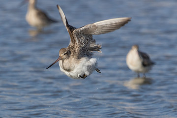 Bar Tailed Godwit in Australasia
