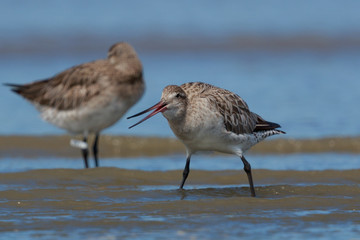 Bar Tailed Godwit in Australasia