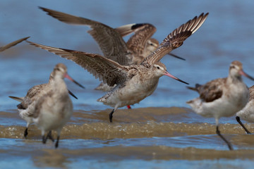Bar Tailed Godwit in Australasia