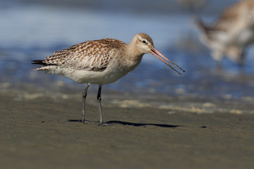 Bar Tailed Godwit in Australasia