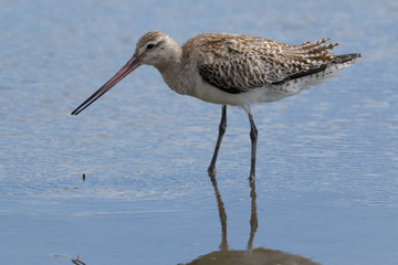 Bar Tailed Godwit in Australasia