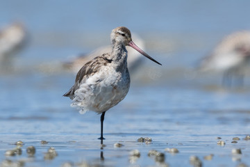 Bar Tailed Godwit in Australasia