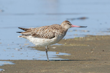 Bar Tailed Godwit in Australasia