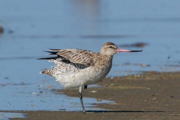 Bar Tailed Godwit in Australasia