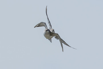 Bar Tailed Godwit in Australasia