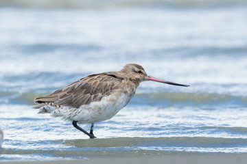 Bar Tailed Godwit in Australasia