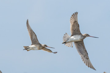 Bar Tailed Godwit in Australasia