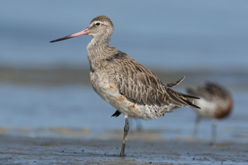 Bar Tailed Godwit in Australasia
