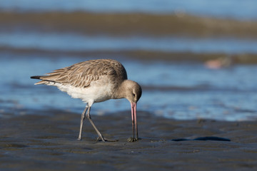 Bar Tailed Godwit in Australasia