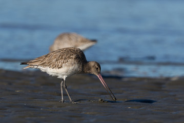 Bar Tailed Godwit in Australasia