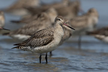 Bar Tailed Godwit in Australasia