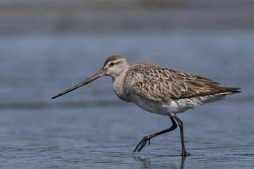 Bar Tailed Godwit in Australasia