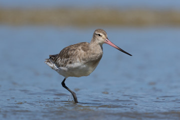 Bar Tailed Godwit in Australasia