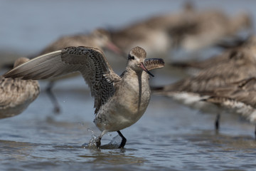 Bar Tailed Godwit in Australasia