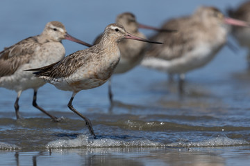 Bar Tailed Godwit in Australasia
