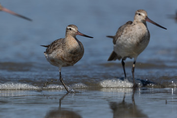 Bar Tailed Godwit in Australasia