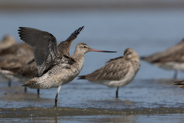 Bar Tailed Godwit in Australasia