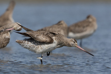 Bar Tailed Godwit in Australasia