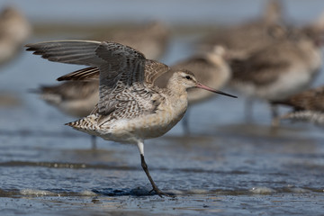 Bar Tailed Godwit in Australasia