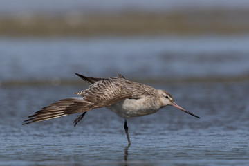 Bar Tailed Godwit in Australasia