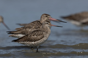Bar Tailed Godwit in Australasia