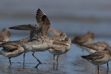 Bar Tailed Godwit in Australasia