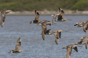 Bar Tailed Godwit in Australasia