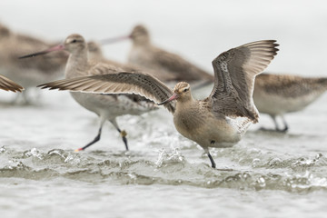 Bar Tailed Godwit in Australasia