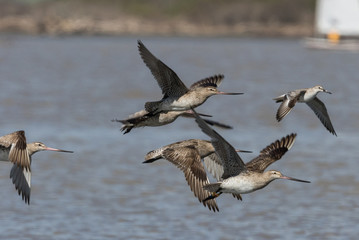 Bar Tailed Godwit in Australasia