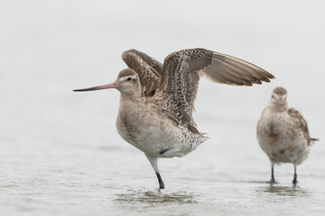 Bar Tailed Godwit in Australasia