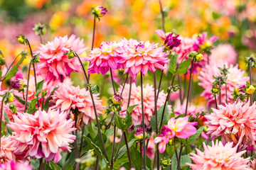 Obraz premium flower field filled with beautiful pink blooming dahlia flowers