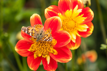 beautiful flowers with red to yellow coloured petals blooming in the garden with a butterfly resting on top