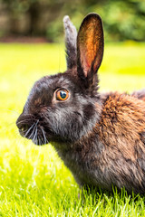 close up side portrait of a cute brown rabbit eating on green grass field