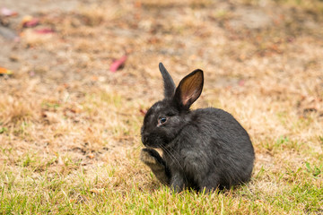 cute black bunny sitting on brown dry grass ground using its right foot scratching its face