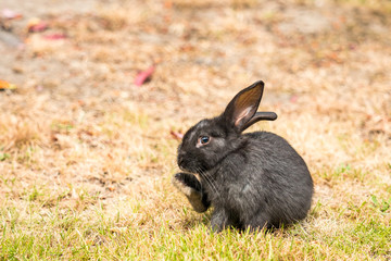 cute black bunny sitting on brown grass field licking its right foot