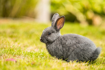 side portrait of a cute grey bunny laying on green grass field staring at you