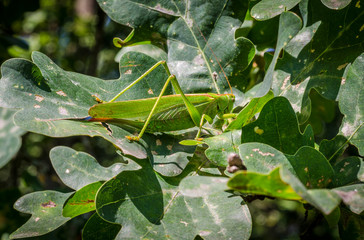 big green grasshopper