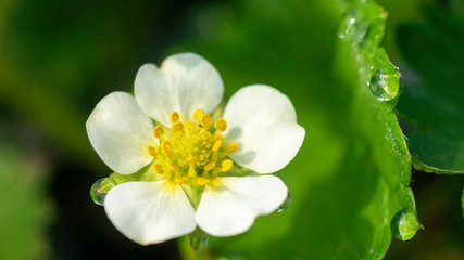strawberry flower blooming with dew in the nature - 285386902