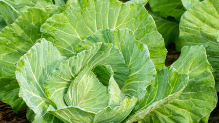 fresh cabbage with water drop in the vegetable  garden - 285386911