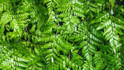 green wall of leaf in the nature - 285386922