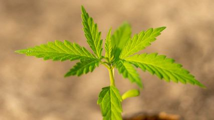 young green marijuana plant on nature isolate - 285386966