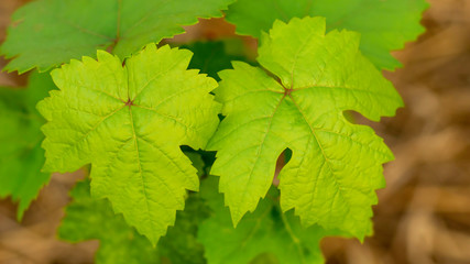 green grape leaf in the nature - 285386975
