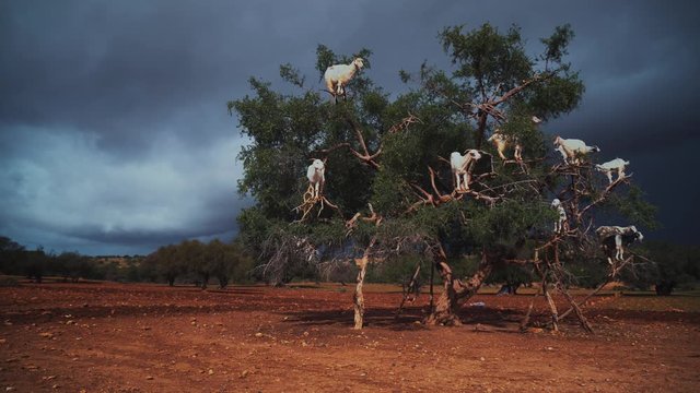 A group of goats is sitting in a Argan Tree eating from the branches in Morocco.