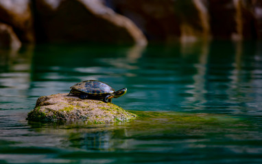 Tortuga, Tamul, Huasteca, Potosina