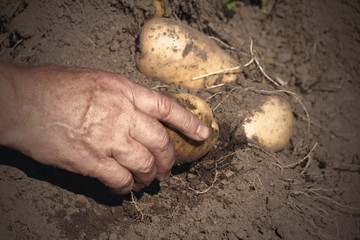 Fresh organic potatoes from the soil, harvesting, manual harvesting.