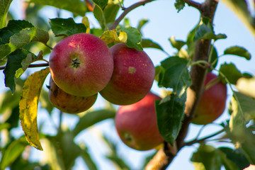 apples at dawn. Morning rolls shine on the apples growing on the tree