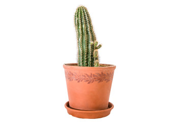flower pot cactus isolated on a white background.