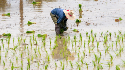 farmer growing rice in the paddy field - 285387701