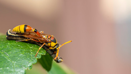 hornet attacking worm for food in nature - 285387704